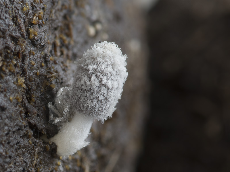 Coprinopsis poliomalla